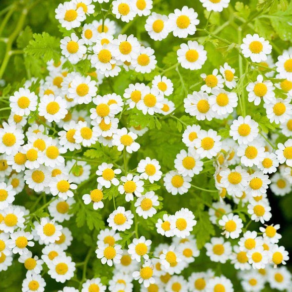 Feverfew powder Feverfew powder